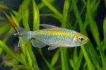 Phenacogrammus Interruptus "Congo Tetra Mix"