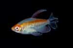 Phenacogrammus Interruptus "Congo Tetra Mix" - Image 2