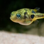 Carinotetraodon Travancoricus "Dwarf Puffer Fish"
