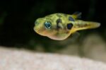 Carinotetraodon Travancoricus "Dwarf Puffer Fish"