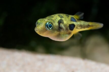 Carinotetraodon Travancoricus "Dwarf Puffer Fish"