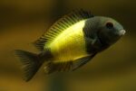 Tropheus sp Ikola Yellow Caiser "Black Yellow Caiser"