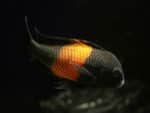 Tropheus bemba - Image 2