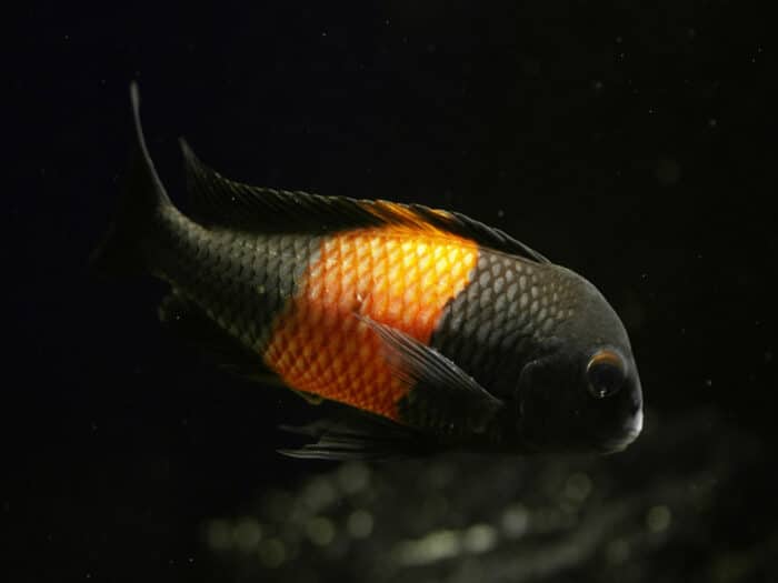 Tropheus bemba - Image 2