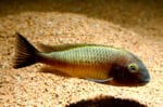Tropheus Red Morii Moliro