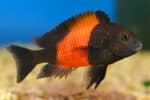 Tropheus bemba