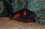 Tropheus moorii bulu point "Cherry-Spot"