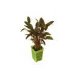 Cryptocoryne Wendtii Brown