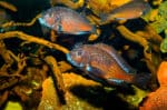 Tropheus Red Morii Moliro - Image 2