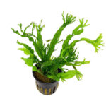 Microsorum Windelov