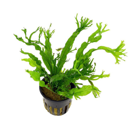 Microsorum Windelov