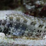 Salarias Fasciatus "Striped Rock Blenny"