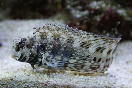 Salarias Fasciatus "Striped Rock Blenny"