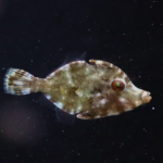 Acreichthys Tomentosus "Matted Leatherjacket"