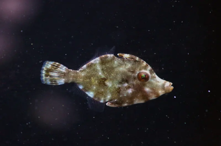Acreichthys Tomentosus "Matted Leatherjacket"