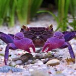 Geosesarma sp. Bogorensis Crab / "Purple Vampire Crab"