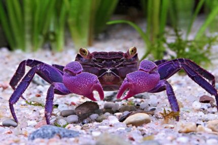 Geosesarma sp. Bogorensis Crab / "Purple Vampire Crab"