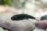Gastromyzon Mix - Image 5