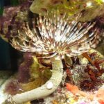 Sabellastarte Indica "Brown Feather Duster Worm"