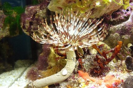 Sabellastarte Indica "Brown Feather Duster Worm"