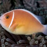 Amphiprion Perideraion "Raccoon Clown"