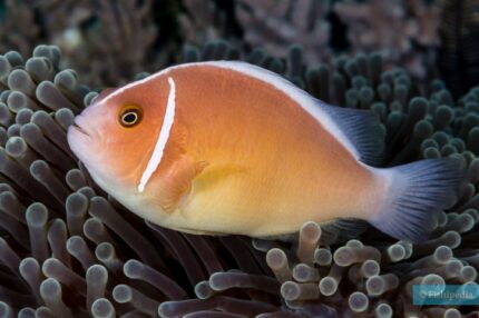Amphiprion Perideraion "Raccoon Clown"