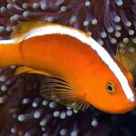 Amphiprion Sandaracinos "Orange Clown Anemonefish"