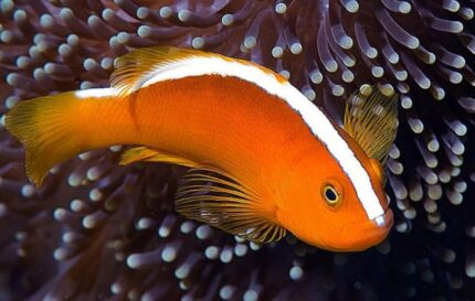 Amphiprion Sandaracinos "Orange Clown Anemonefish"
