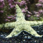 Astropecten Polyacanthus "Sand Sifting Sea Star"