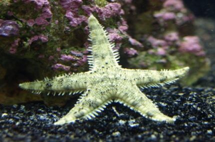 Astropecten Polyacanthus "Sand Sifting Sea Star"