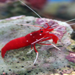 Lysmata Debelius "Fire (Maroon) Shrimp"