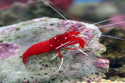 Lysmata Debelius "Fire (Maroon) Shrimp"