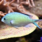 Chromis Viridis "Blue-Green Chromis"