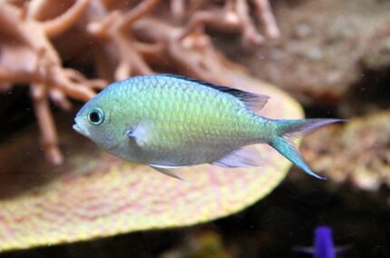 Chromis Viridis "Blue-Green Chromis"