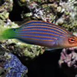 Pseudocheilinus Hexataenia "Six Line Wrasse"