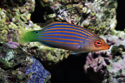 Pseudocheilinus Hexataenia "Six Line Wrasse"