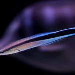 Labroides Dimidiatus "Cleaner Wrasse"