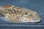 Gastromyzon Mix - Image 4