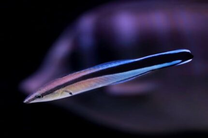 Labroides Dimidiatus "Cleaner Wrasse"