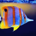Chelmon Rostratus "Copperband Butterfly"