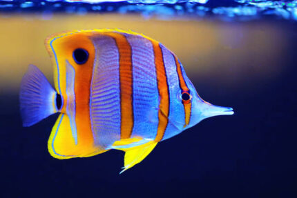 Chelmon Rostratus "Copperband Butterfly"