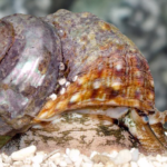 Turbo Fluctuosus "Turbo Shell"