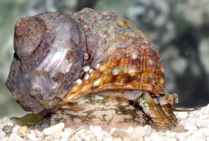 Turbo Fluctuosus "Turbo Shell"