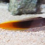 Ecsenius Bicolor "Bicolor Blenny Male"