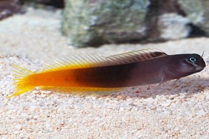 Ecsenius Bicolor "Bicolor Blenny Male"