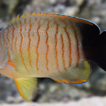 Centropyge Eibli Grey Orange-Striped Angel