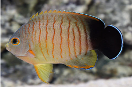 Centropyge Eibli Grey Orange-Striped Angel