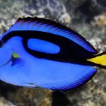 Paracanthurus Hepatus "Blue Tang"