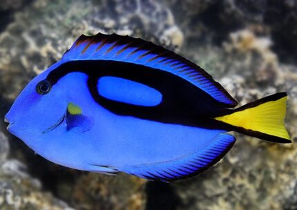 Paracanthurus Hepatus "Blue Tang"