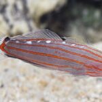 Amblygobius Rainfordi "Court Jester Goby"